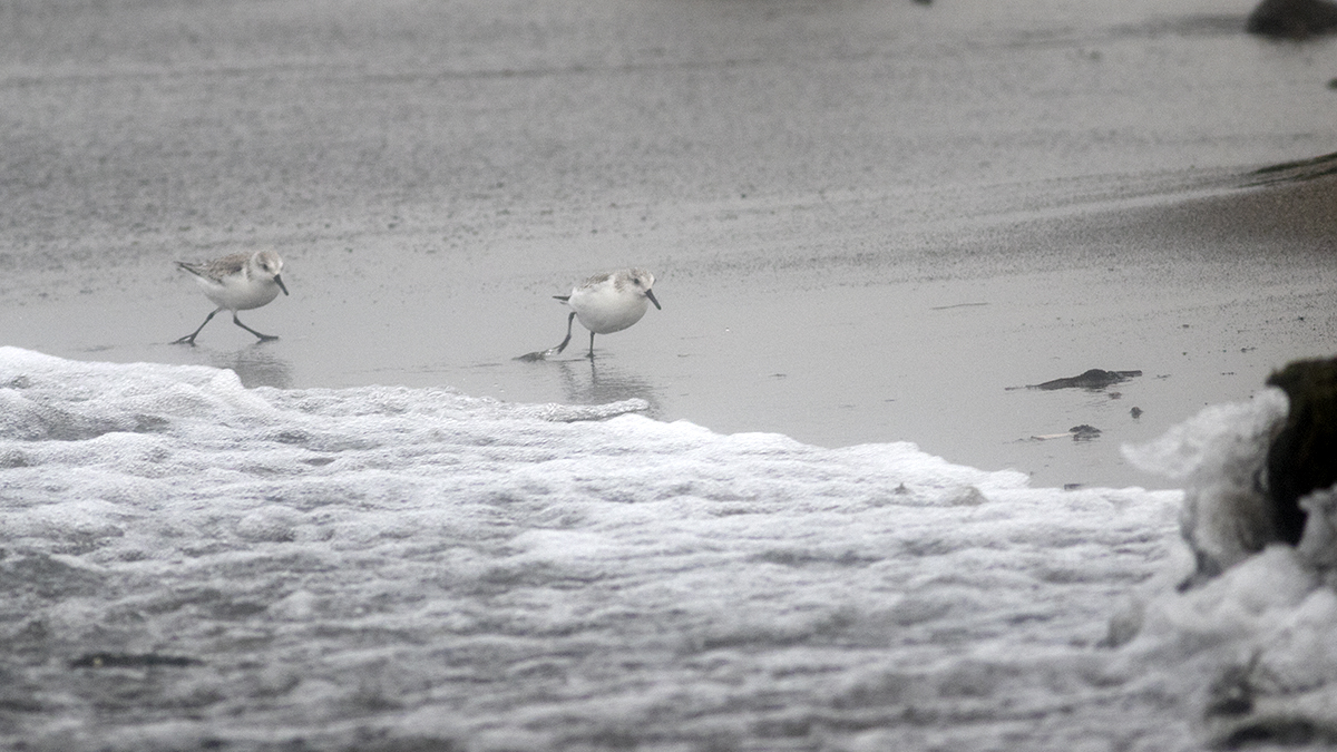 Sanderling